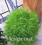 100pcs Bush Kochia Scoparia Seeds Red Perennial Grass Seed Bonsai Garden Ornamental Colorful Gift Pl