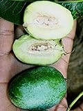 アーモンド Thai wild almond Irvingia malayana 5 Seeds ThailandMrk