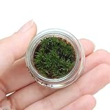 (観葉) 苔Terrarium コスギゴケ フラットシャーレ 説明書付 テラリウムキット 本州・四国限定[生体]
