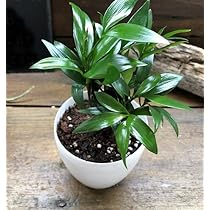 Amazon｜ホープ ペペロミア 立体的な葉っぱ 観葉植物｜観葉植物