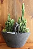 サボテン/カクタス寄植えサファリ（ゴリラ：シルバーバック）器カラー：ブラック
