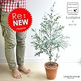 LAND PLANTS ユーカリ・グニー オレンジ色モスポット鉢