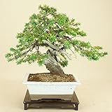 いよじ園 【】 杜松 / トショウ 山取木 貴風盆栽 （松柏盆栽 いよじ園）