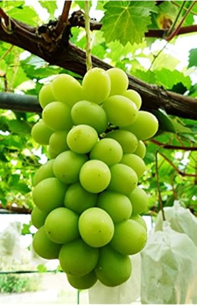 Amazon ド田舎直産 皮ごと食べられる 種無 シャインマスカット 2ｋｇ 皮ごと食べられる 種無 シャインマスカット 2ｋｇ ぶどう 通販