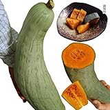 【メール便配送】　国華園　野菜たね　カボチャ　F1白長かぼちゃ　1袋(8粒)【※発送が国華園からの場合のみ正規品です】