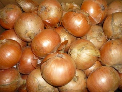 北海道産 玉ねぎ Mサイズ 10kg