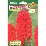 秋植え球根 ヒヤシンス ジャンボス 赤花 (230842)