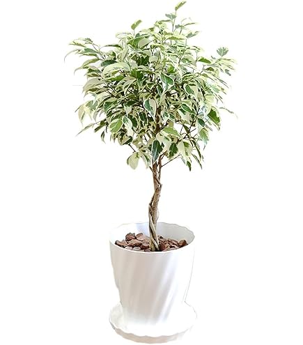 Amazon｜観葉植物：ねじりベンジャミン ベンジャミナ*5号 スターライト