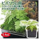 Amazon コケのインテリア コケリウム テラリウム シダ植物 山野草 苔盆栽 苔玉 ブレクナム シルバーレディ 観葉植物 オンライン通販