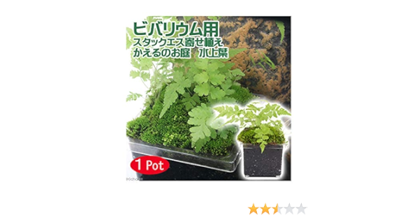 Amazon テラリウム ビバリウム用 かえるのお庭 ver おまかせシダ 水上葉 無農薬 1個 北海道航空便要保温 Charm チャーム 生体水草 通販 Amazon テラリウム ビバリウム用 かえるのお庭 ver おまかせシダ 水上葉 無農薬 1個 北海道航空便要保温 Charm チャーム 生体水草 通販