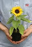 ☆ テーブルミニひまわり 小夏 １０株セット