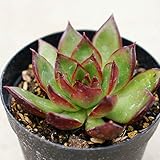 ルブラ 7.5cmポット エケベリア Echeveria Rubra アガボイデス 福岡県産 多肉植物 多肉 観葉植物 インテリアグリーン 寄せ植えに