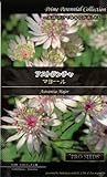 【種子】 Prime Perennial Collection アストランチャ マヨール Life with Green