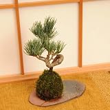 苔玉 五葉松(受け皿付)