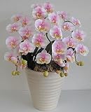 胡蝶蘭の鉢植え 光触媒 造花 アートフラワー Sサイズ-3本立 H43cm(絞りピンク-白鉢)
