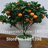 50 seeds/bag Potted Edible Fruit Seeds Bonsai Climbing Orange Tree Seeds