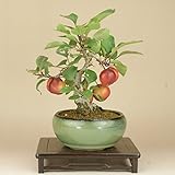 いよじ園 【】 アメリカカイドウ/海棠 小品盆栽 （いよじ園）