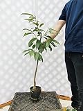栗 利平 樹高1.0m程度 2年生苗