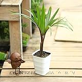 観葉植物・希少：トックリヤシ(徳利椰子)*【Ｓ】受皿付き