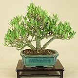 いよじ園 細葉実成クチナシ -清誉- 小品盆栽 （いよじ園）
