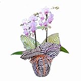 ミディ胡蝶蘭 2本立ち 4号陶器鉢 ブランド風呂敷ラッピング　伊砂文様「結」