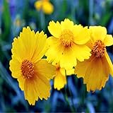 50 Blue Daisy hardy plants flower seeds exotic ornamental flowers