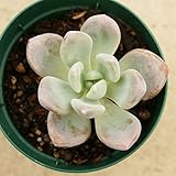 オパリナ 7.5cmポット グラプトベリア Graptoveria 'Opalina' 福岡県産 多肉植物 多肉 観葉植物 インテリアグリーン 寄せ植えに