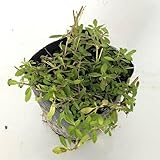 リピア（ヒメイワダレソウ） / 9cmポット 【 単 品 】 りぴあ（ひめいわだれそう） 岩垂草 イワダレソウ(リッピア) 苗 植木 苗木 庭 グランドカバー 下草 寄せ植え 低木