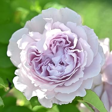 Amazon.co.jp 最新リリース: 花の苗 の新着ランキングです。