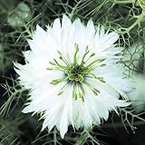 国華園　花たね　ニゲラ　ホワイト　1袋（1000mg）【※発送が国華園からの場合のみ正規品です】