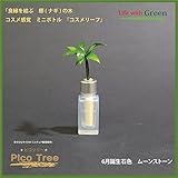 【ミニチュア観葉植物】「ピコツリー　ナギの木」コスメ感覚ミニボトル「コスメリーフ　6月誕生石色　ムーンストーン」付き　【土なし　清潔　水やり簡単　セラハイト】　　「NHK大河ドラマ　女城主　直虎」で「