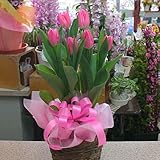 チューリップ鉢植え　ピンク系 5号鉢　春の鉢植え