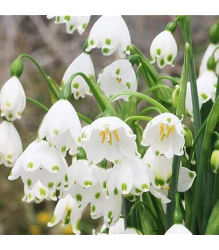 Amazon.co.jp: スノードロップ 八重咲 球根 秋植え球根 : DIY