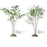 オンリーワン　植栽・樹形美　ツリバナ　KJ6-TJT 　Bタイプ