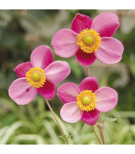 秋明菊苗 imgrc0107284757.jpg