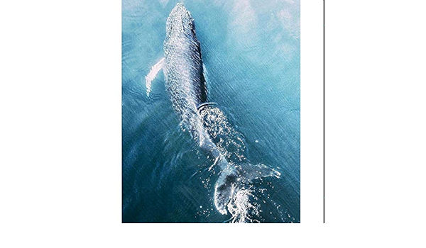 Amazon Btdg 大人の初心者のためのdiyアクリル絵の具キット 数字による動物の絵クジラは海で泳ぐ数字によるオイルペイント家の装飾ユニークなギフト 絵具 通販