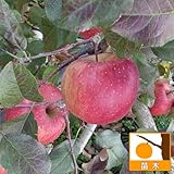 リンゴ：富士（ふじ）4～5号ポット[家庭でも育てやすいりんごの代表的品種][苗木]