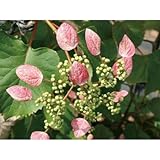 緑のカーテン イワガラミ(岩絡み)・ロゼウム(大株) 薄桃色花 落葉 つる性低木