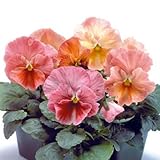 パンジー：[大輪]インペリアル アプリコットシェード3～3.5号ポット 12株セット