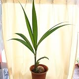 ヤシの実付きココヤシ 7号 鉢植え ヤシの木 観葉植物
