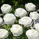ラナンキュラス：ビクトリアホワイト60ml入り 2袋セット[秋植え球根] ノーブランド品
