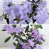 ブルー系ツツジ2種セット（さざなみ、黒潮）[人気の高いブルー系ハイブリットツツジ][花木の苗木] ノーブランド品