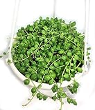 グリーンネックレス　緑の鈴　多肉植物　緑　グリーン　吊鉢　観葉植物