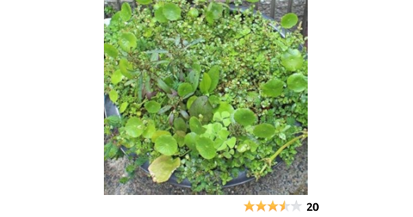 Amazon ビオトープ用水草 30本セット 無農薬 イイ水草市場 生体水草 通販