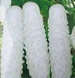 庭の植物ホワイトジェイドキュウリの種子キュウリキュウリ・メロン（Cucumis）フルーツの種子野菜、種子30粒/袋