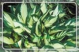 2016 Sementes Flower Seeds 50pcs Hosta Seeds Fire And Ice Shade Perennials Plantain Flower Bonsai Ho