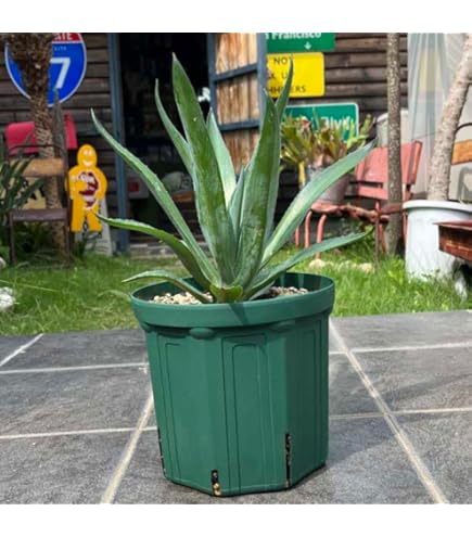 Amazon｜アガベ リュウゼツラン アメリカーナ アオノ