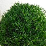 サギナ（アイリッシュモス）：グリーン3号ポット 12株セット ノーブランド品