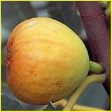 いちじく(イチジク)苗木　ホワイトゼノア