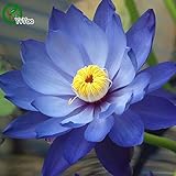 Flower seeds Blue Lotus Seeds Aquatic plants Water Plants Midnight Blue Lotus 10pcs AA 6